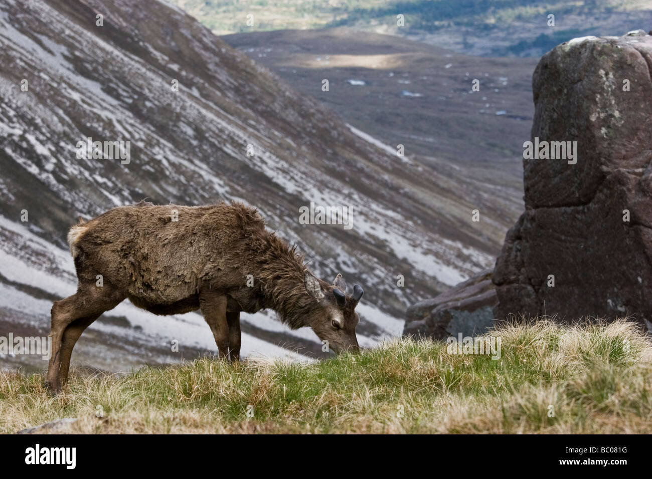 Red Deer stag re-crescente palchi durante l'estate muta sul Ben Eighe, Torridon Foto Stock