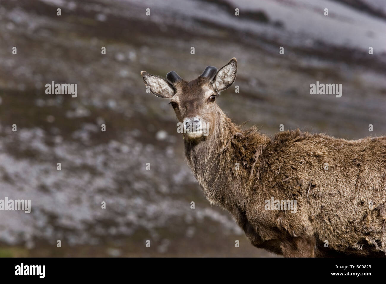 Red Deer stag re-crescente palchi durante l'estate muta sul Ben Eighe, Torridon Foto Stock