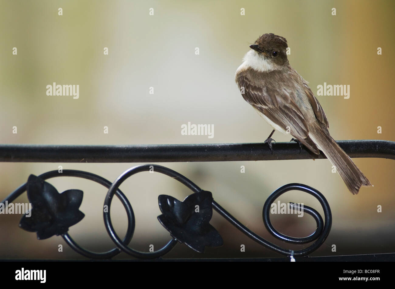 Orientale Sayornis Phoebe phoebe adulto Hill Country Texas USA Aprile 2007 Foto Stock