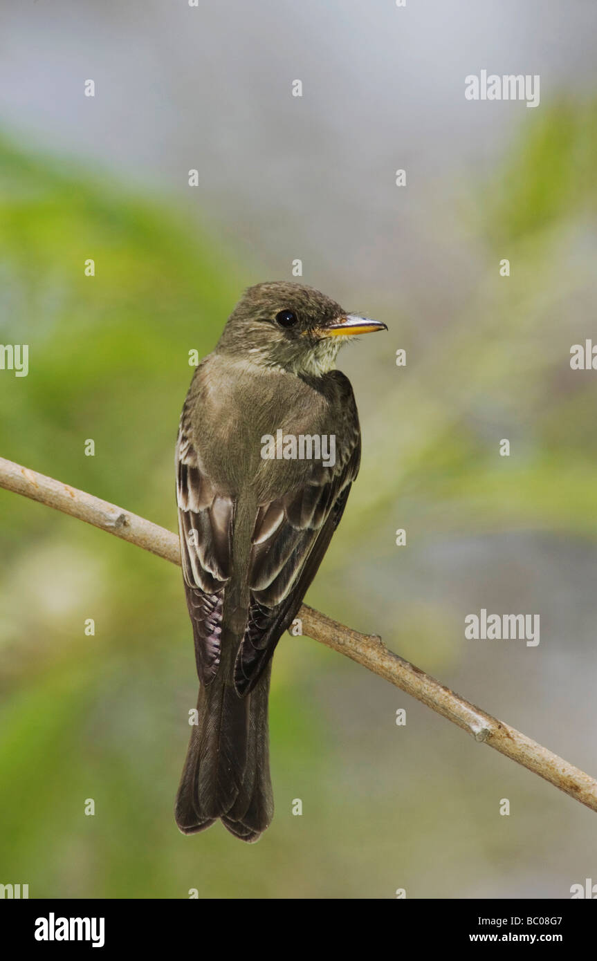 Legno orientale Pewee Contopus virens adulto South Padre Island Texas USA Maggio 2005 Foto Stock