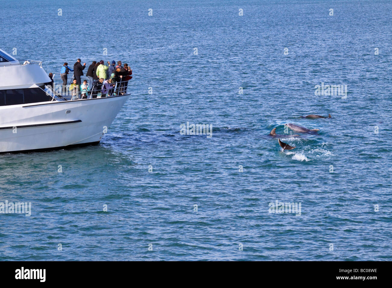 Osservazione dei Delfini, la Baia delle Isole, Northland e Nuova Zelanda. I turisti affollano la prua di una osservazione dei delfini barca. Foto Stock