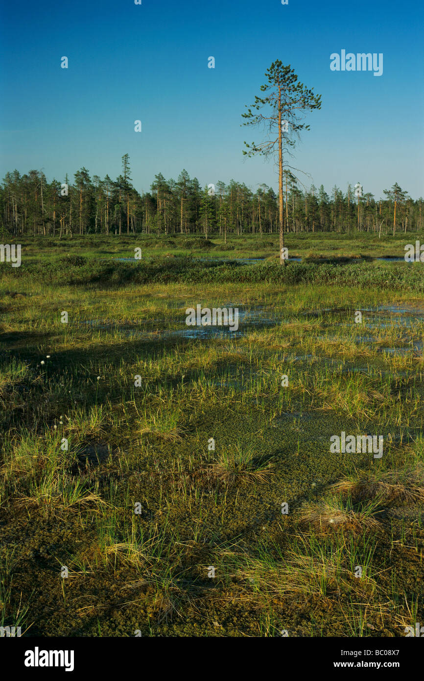 Moorland Pyhätunturi Parco Nazionale di Finlandia Luglio 2001 Foto Stock