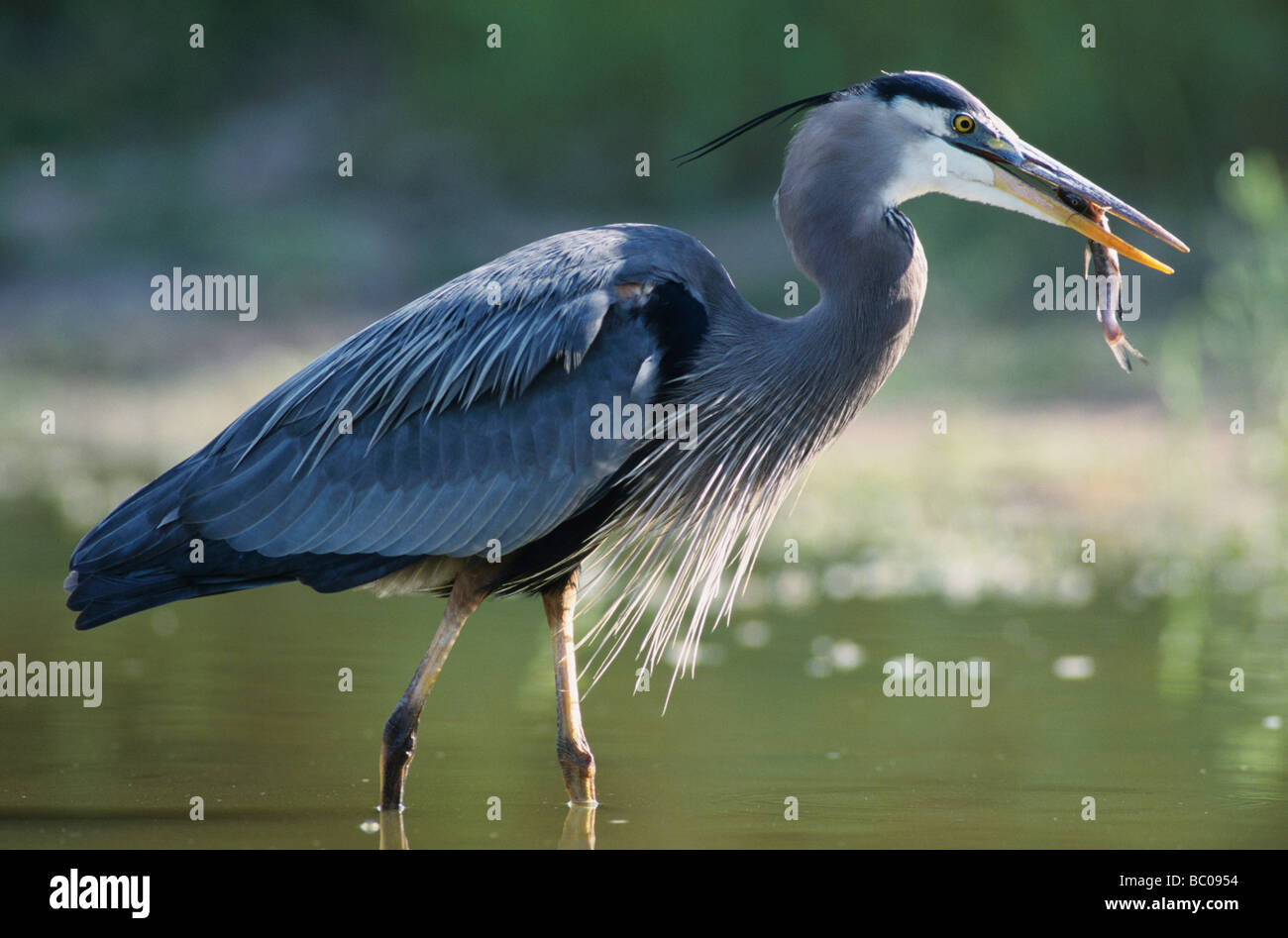 Airone blu Ardea erodiade adulto nel laghetto con pesci gatto Starr County Rio Grande Valley Texas USA Maggio 2002 Foto Stock