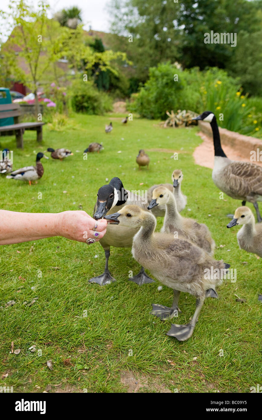 Giovani Imbragature (Branta canadensis) e i loro genitori sono alimentati a mano in un parco nel Sussex Occidentale, Inghilterra, Regno Unito Foto Stock