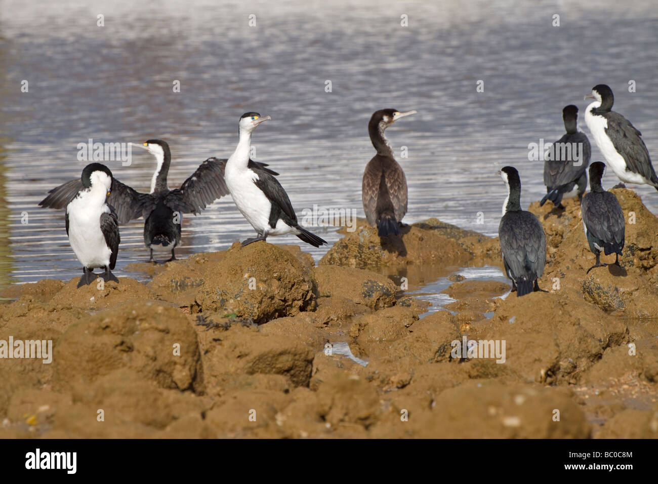 Pied cormorano Phalacrocorax varius, essiccazione stessi sulle rocce a bassa marea. Foto Stock