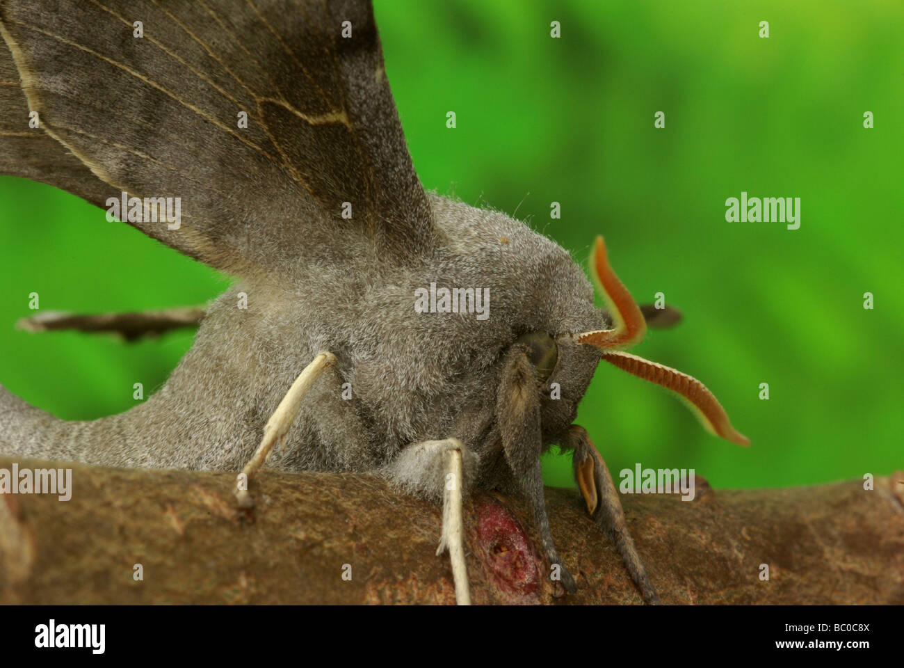 Il PIOPPO hawk moth - Laothoe populi Foto Stock
