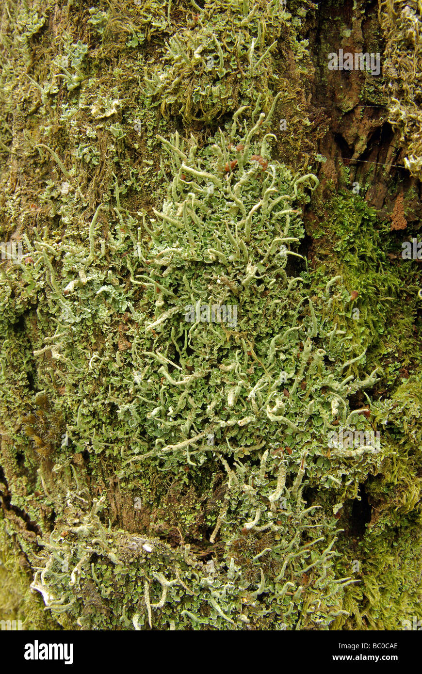 Cladonia coniocraea Foto Stock