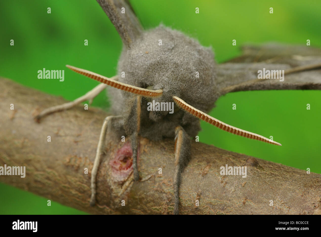 Il PIOPPO hawk moth - Laothoe populi Foto Stock