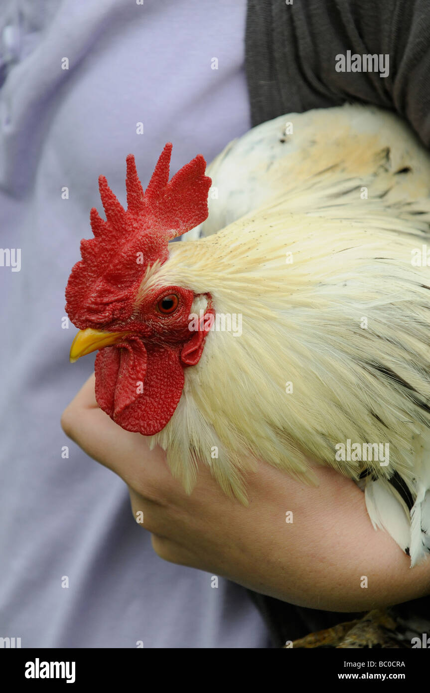 Giovane ragazza con il suo animale domestico bianco barbuto Bantam belga galletto Foto Stock