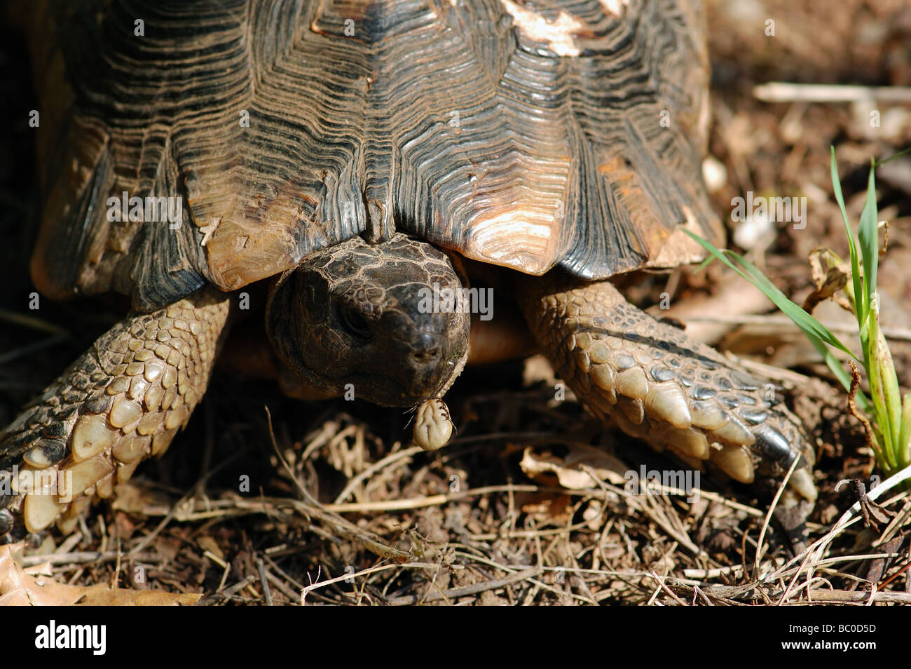 Turtle rettile di mangiare un piccolo insetto. Animale in habitat naturali. Foto Stock