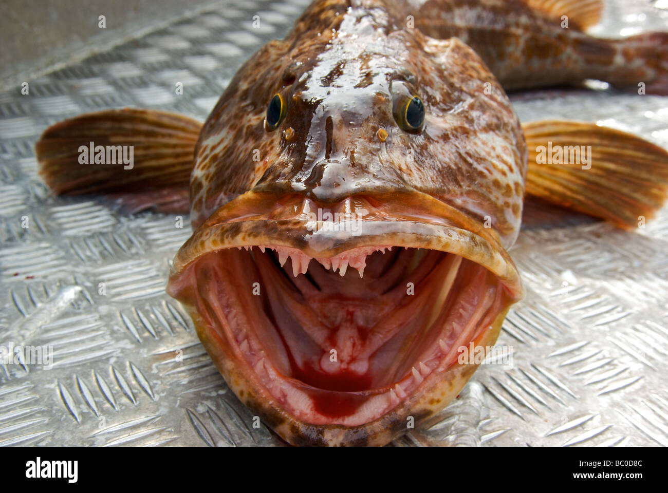 Sharp fanged toothy maw di una feroce ling cod Ophiodon elongatus Foto Stock