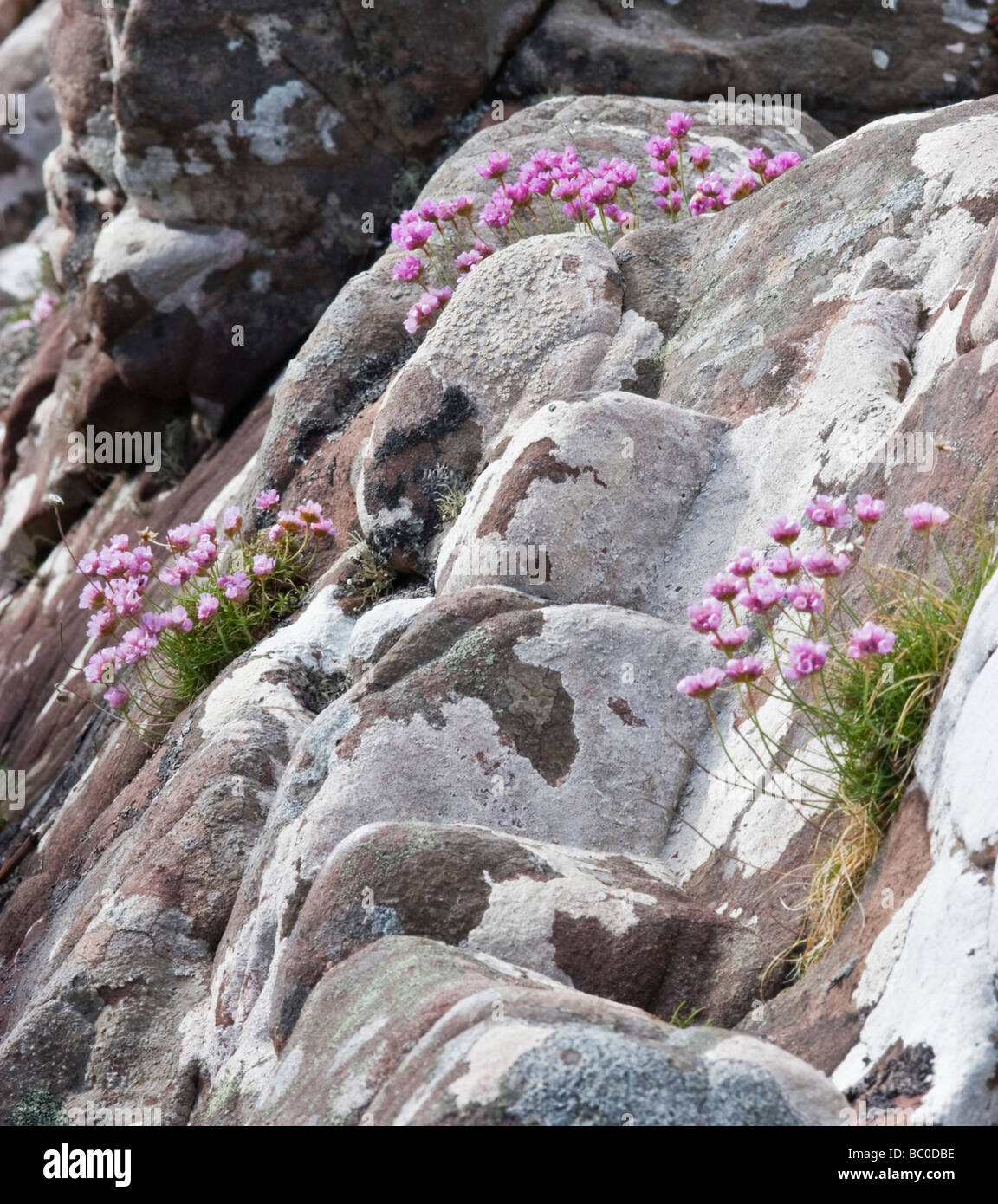 La parsimonia del mare (Armeria maritima) cresce nelle zone costiere in pietra arenaria, Rubha nan Sasan, Loch pecora Foto Stock