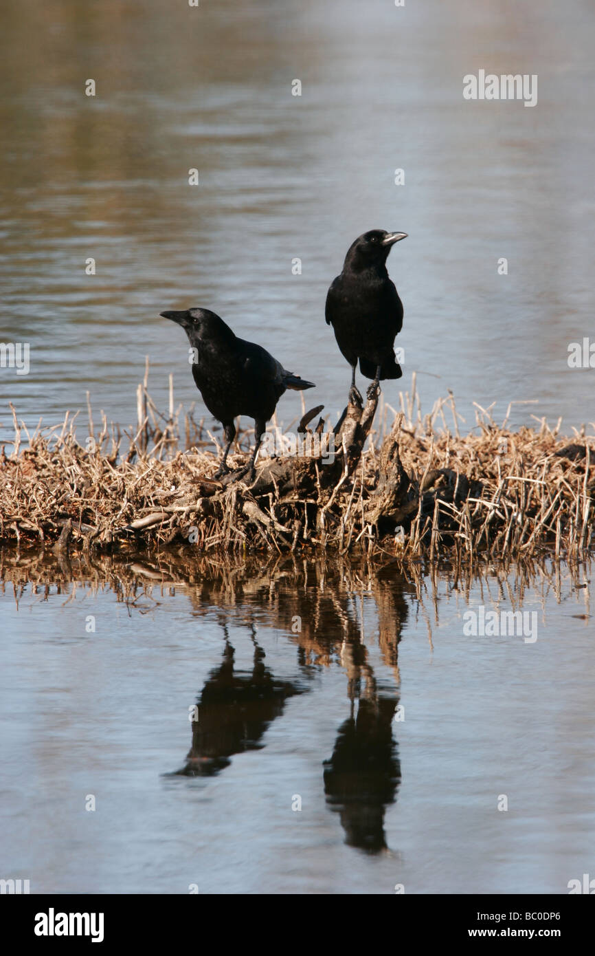 American Crow (Corvus brachyrhynchos) Foto Stock