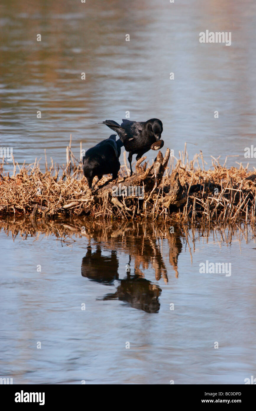 American Crows mangiare crostacei di acqua dolce (Corvus brachyrhynchos) Foto Stock