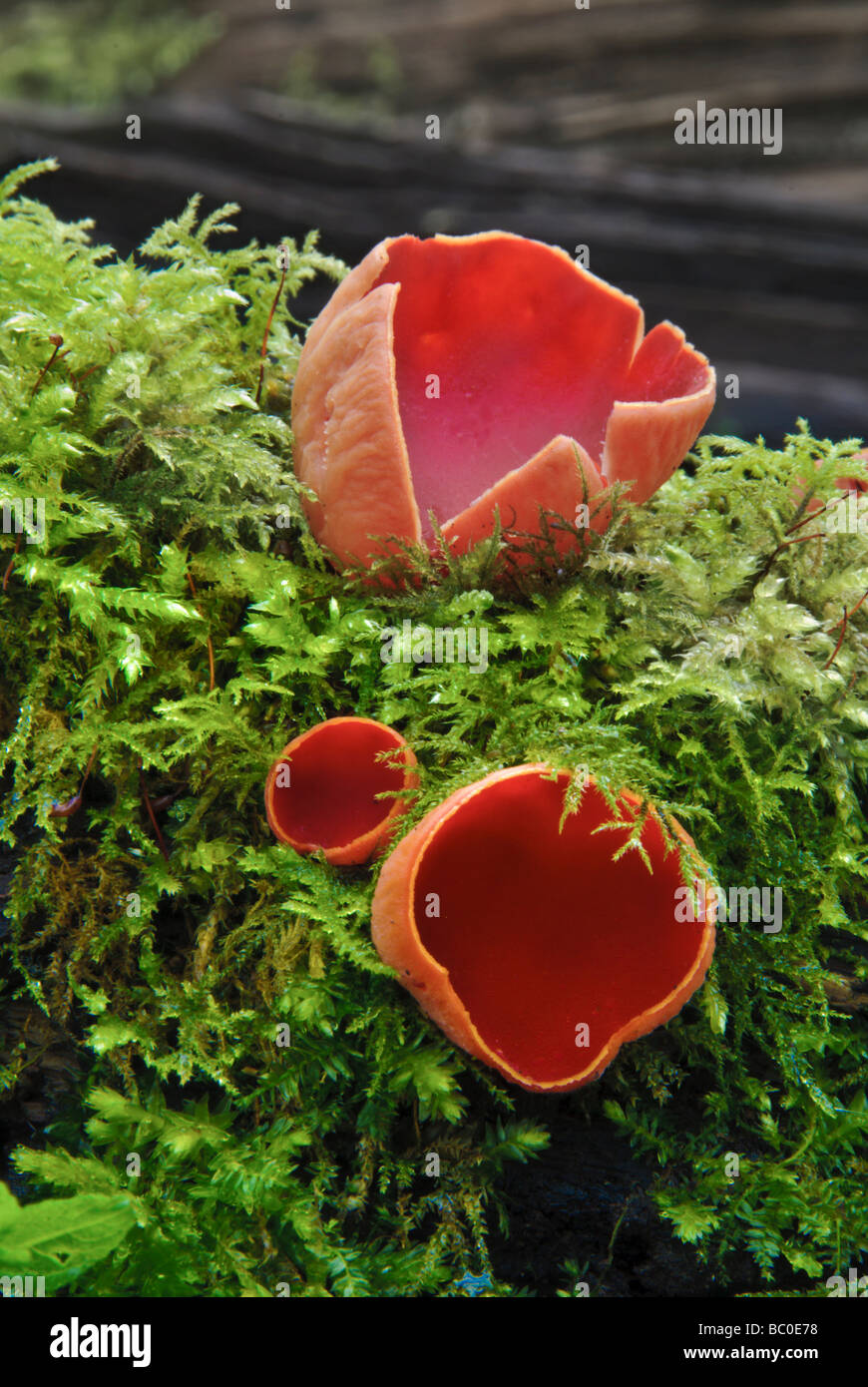 Scarlet elf cup fungo sul registro di muschio Foto Stock