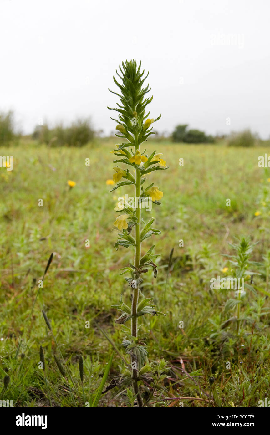 Rari fiori selvatici in Scozia Foto Stock