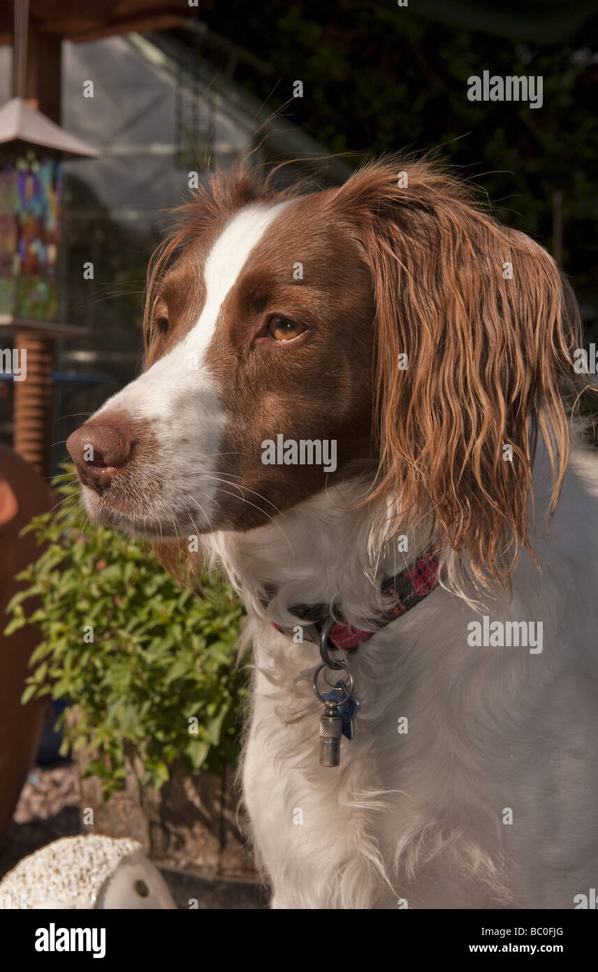 Alert cercando giovani springer spaniel cane con collare e tag name in giardino Foto Stock