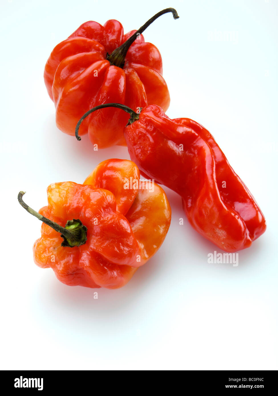 Scotch Bonnet peperoni Foto Stock