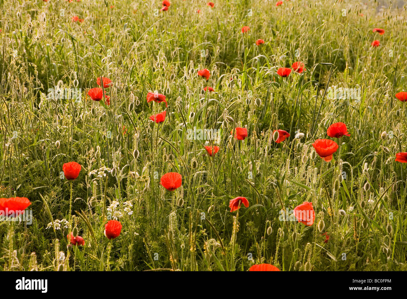 Fiore selvatico prato in Umbria in primavera Foto Stock