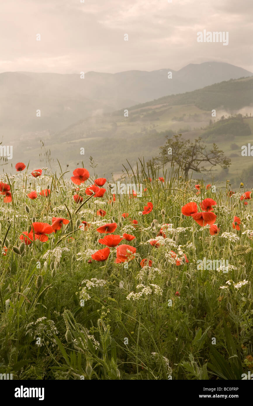 Nebbiosa mattina di primavera in italiano valle con fiori selvatici in primo piano Foto Stock