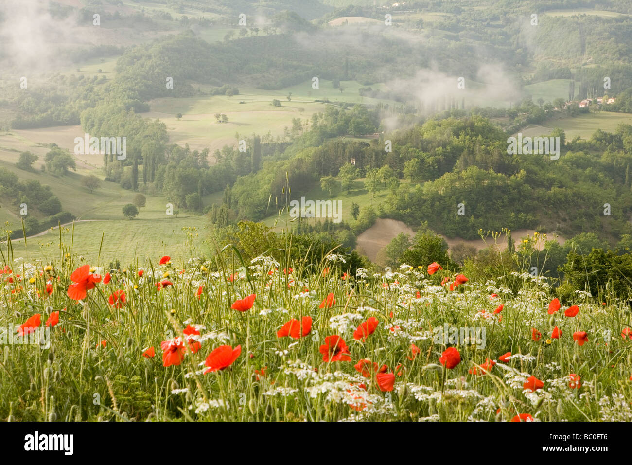 Fiore selvatico prato in una valle umbra Foto Stock