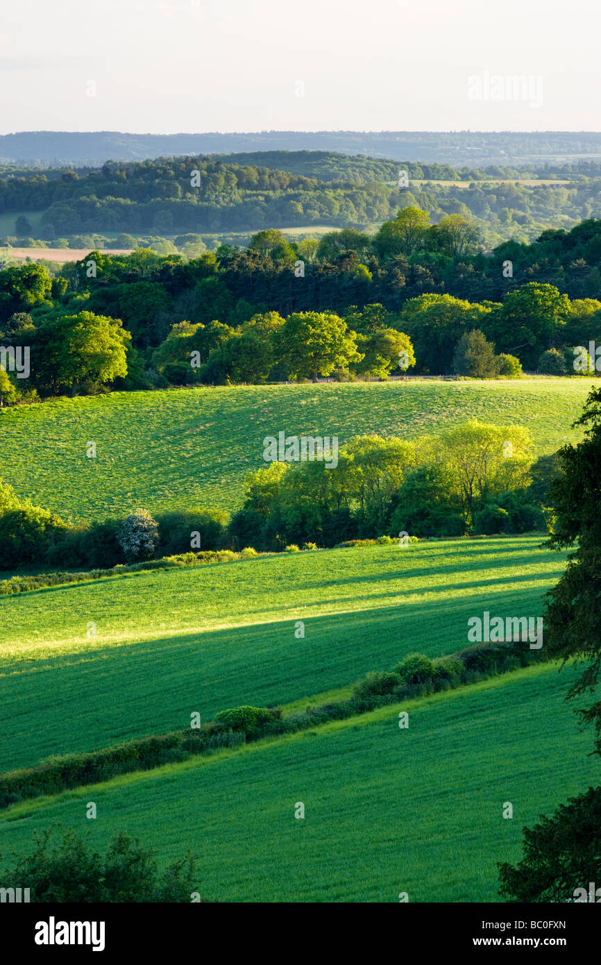 Campagna mista a Newlands Corner, Surrey, Regno Unito Foto Stock