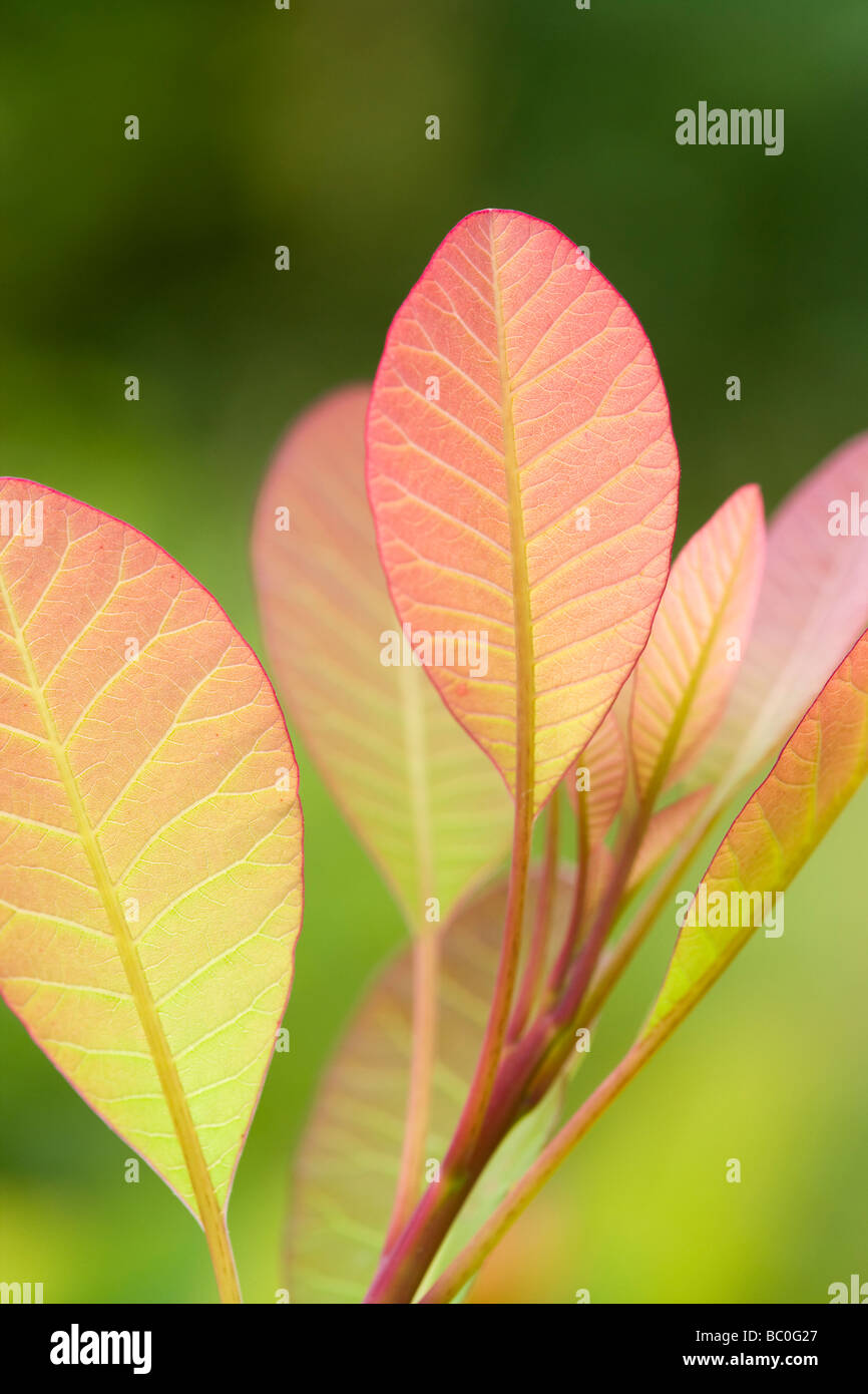 Cotinus coggria "fiamma", foglie. La crescita di primavera - foglie verdi più tardi. Giardino del Regno Unito. Chiamato anche Bush di fumo. Foto Stock