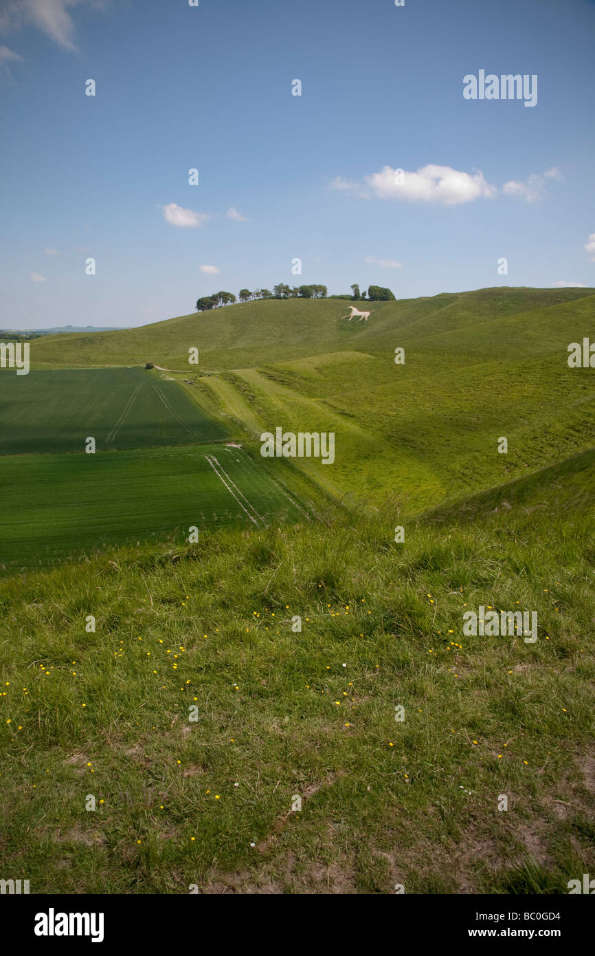 Chalk White Horse e monumento su Cherhill giù vicino a Calne nel Wiltshire su una soleggiata giornata estiva Foto Stock