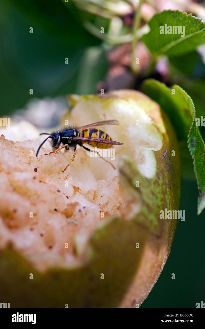 Wasp mangiare una pera su un albero in un frutteto in inglese Foto Stock