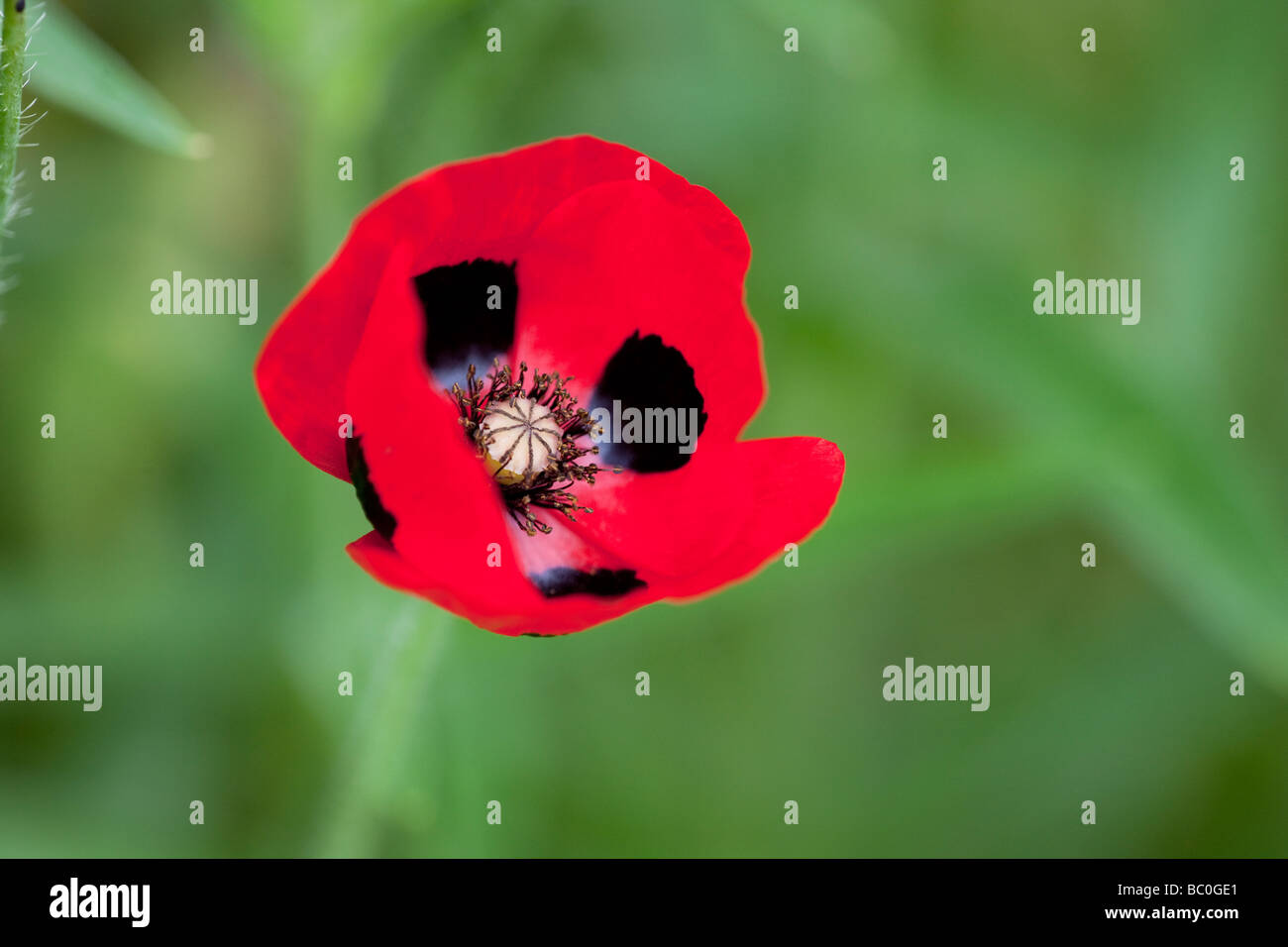 Papaver commutatum - Coccinella Il Papavero Foto Stock