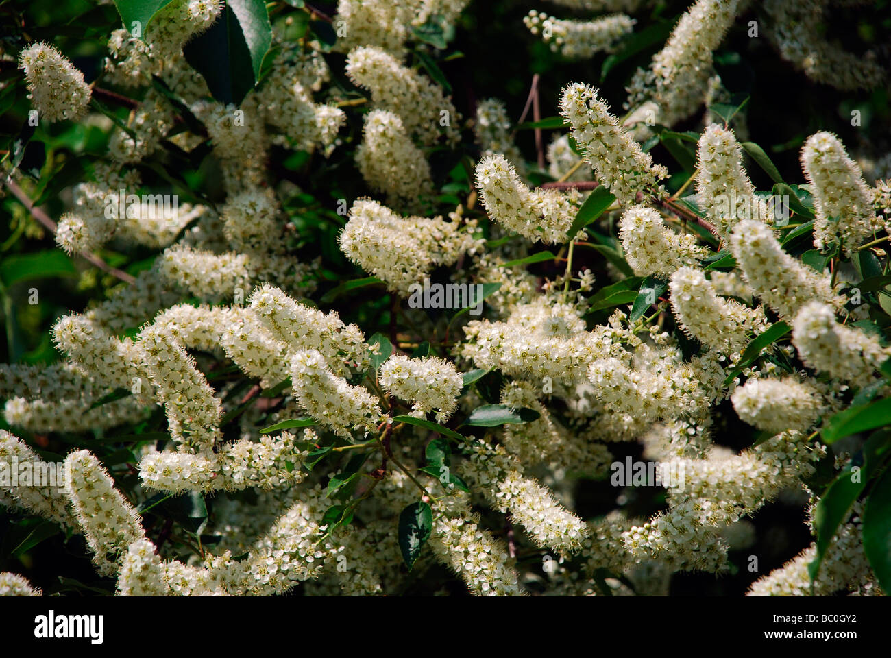 Close up di racemi di fiori di ciliegio selvatico strozzatura Prunus Virginiana tree Virginia bird ciliegia nera orizzontale chokecherry Foto Stock