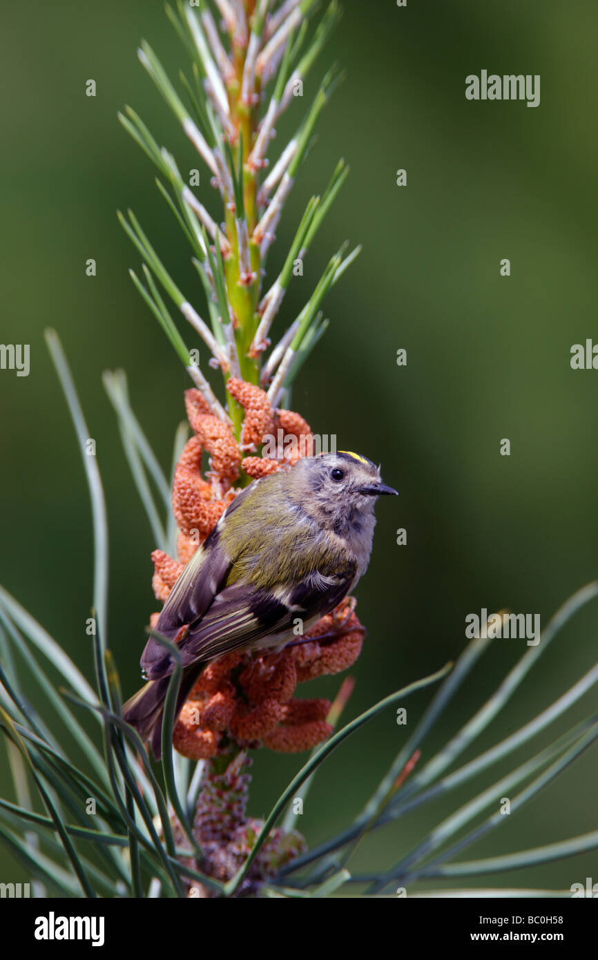 Goldcrest Regulus regulus Foto Stock