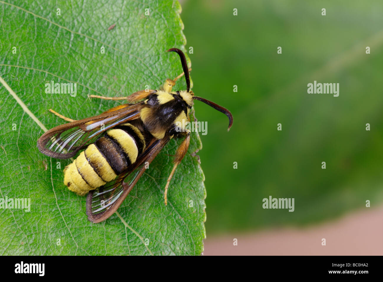 Hornet Moth Sesia apiformis Foto Stock