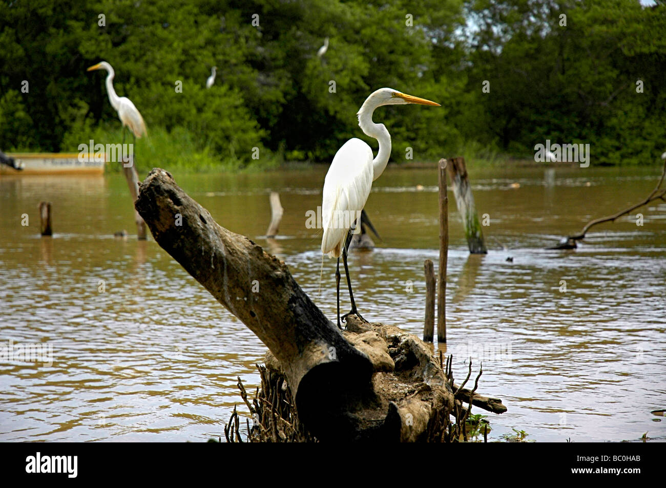 Aironi nel loro habitat. Foto Stock