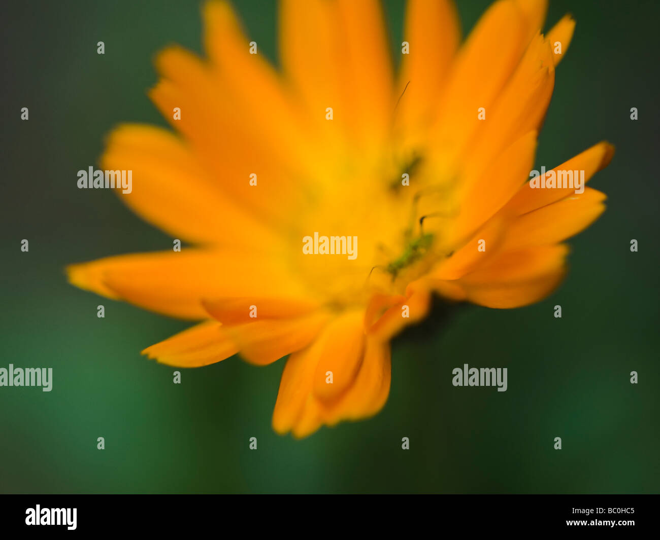 Un dolce tagete con due bug verde all'interno. Calendula officinalis. Foto Stock