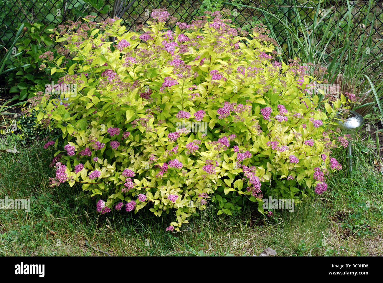 Spirea arbusto a fioritura Foto Stock