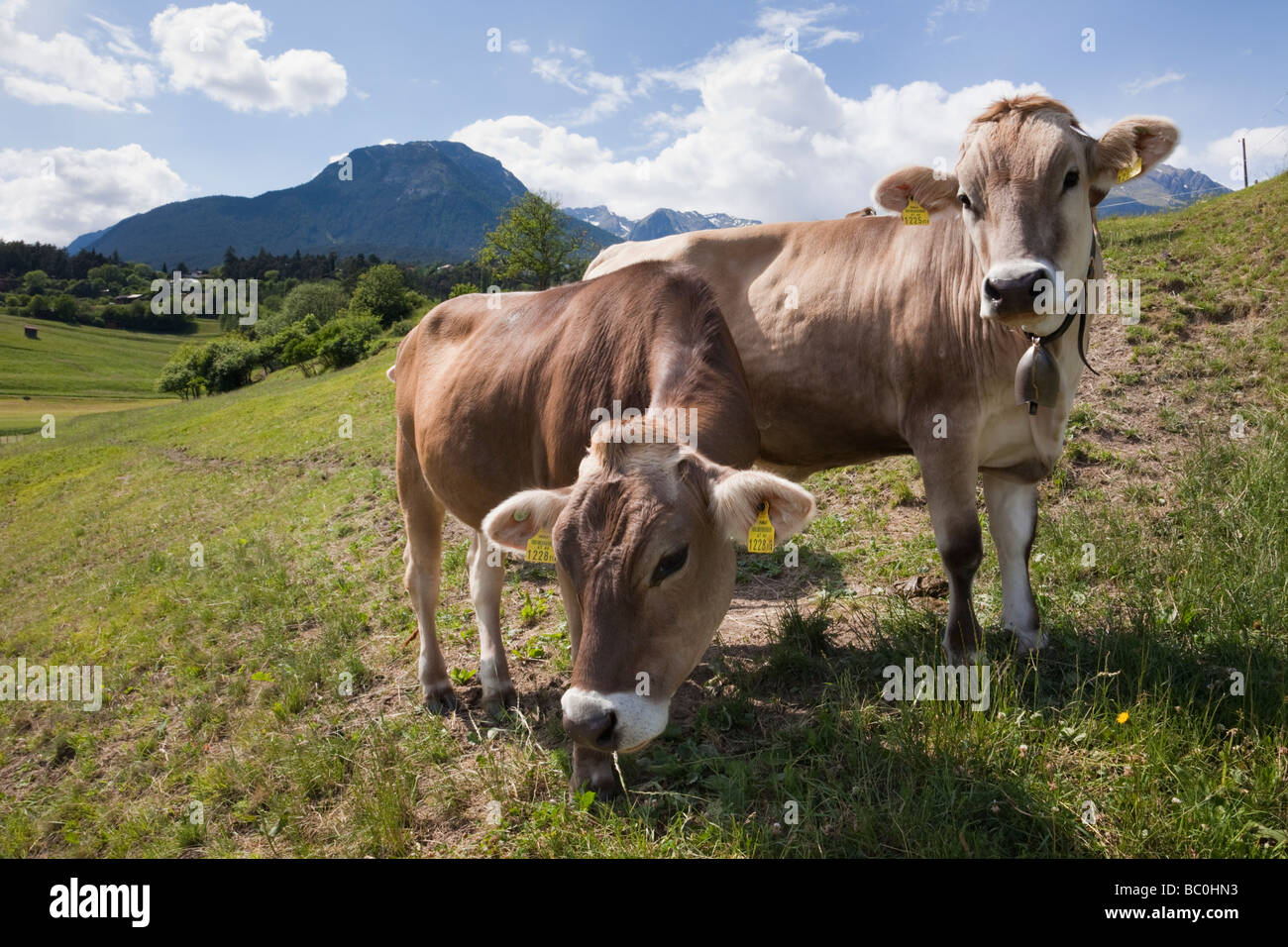 Imst Austria Europa due mucche indossando campanacci in un prato alpino in una valle in estate Foto Stock