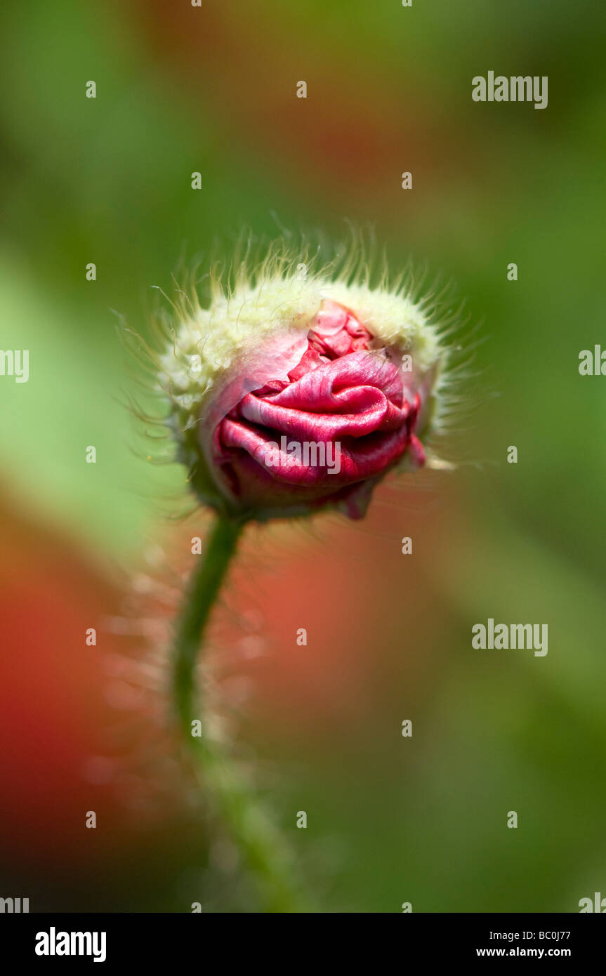 Blooming corn poppy - Papaver rhoeas Foto Stock