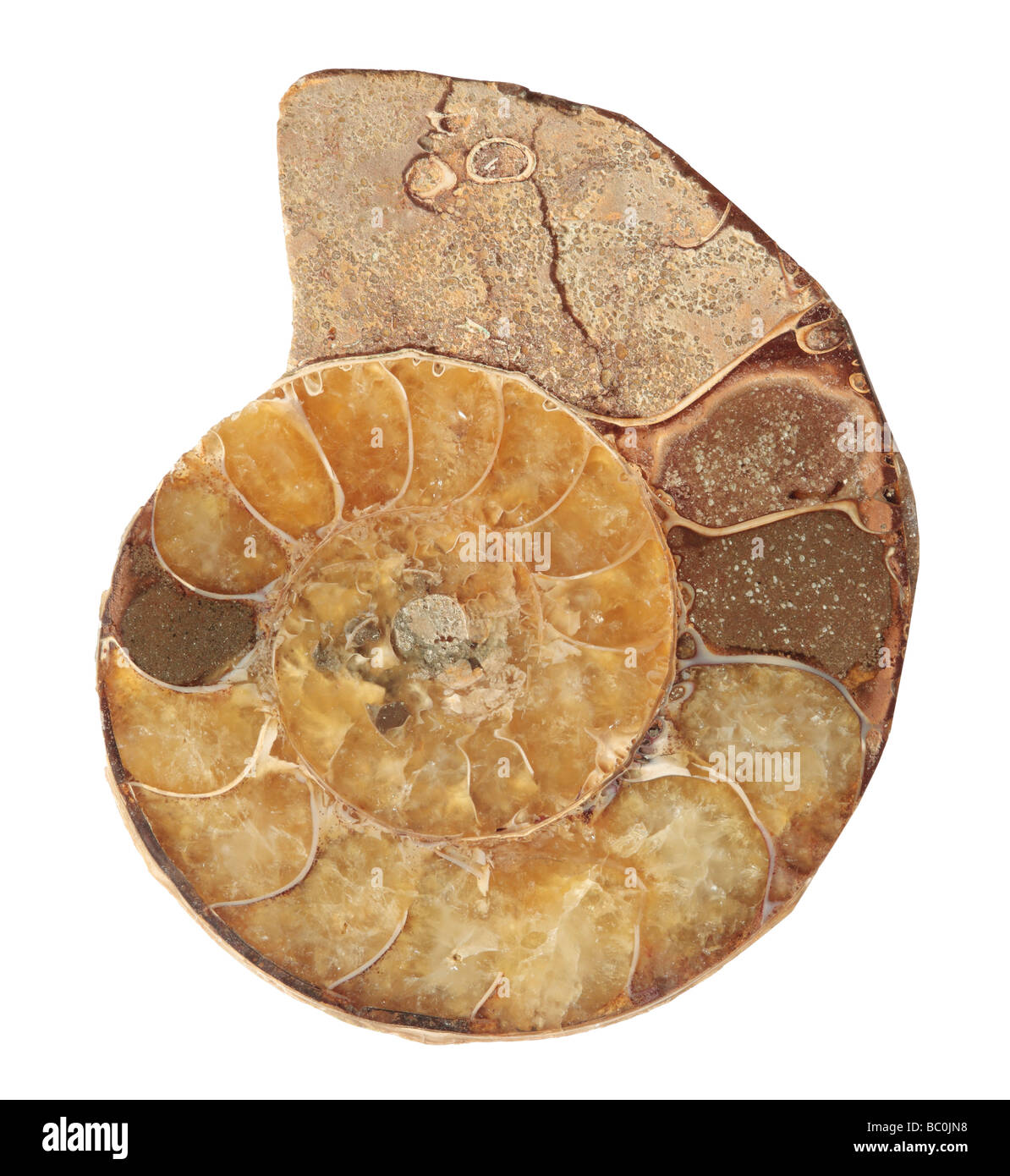 Ammonita combustibili - sezione trasversale di un cefalopode Foto Stock