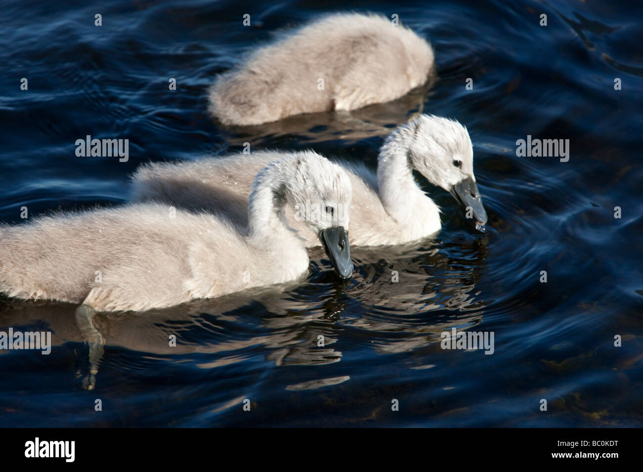 La molla carino cigno Cygnus olor signet castello sul Loch Lochmaben Dumfries and Galloway Scotland Regno Unito Foto Stock