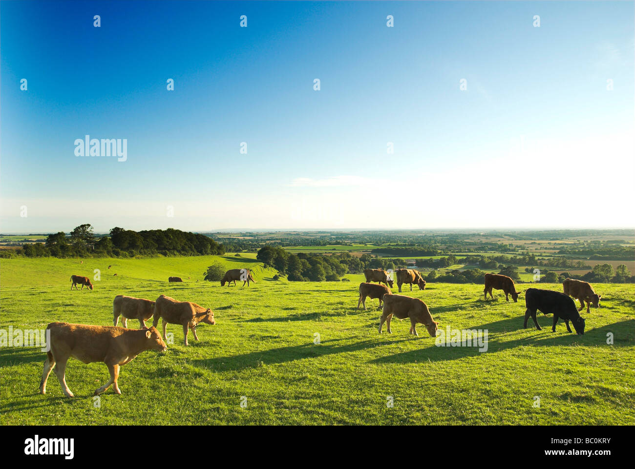 Le mucche al pascolo sulle colline e aperta campagna a Farthing comune Postling vicino in Kent England Regno Unito Foto Stock
