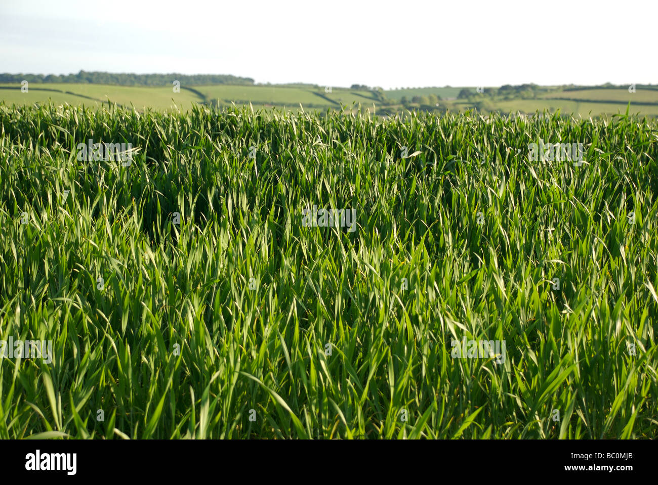 Germogli verdi delle colture in campo soleggiato, Devon, Regno Unito Foto Stock