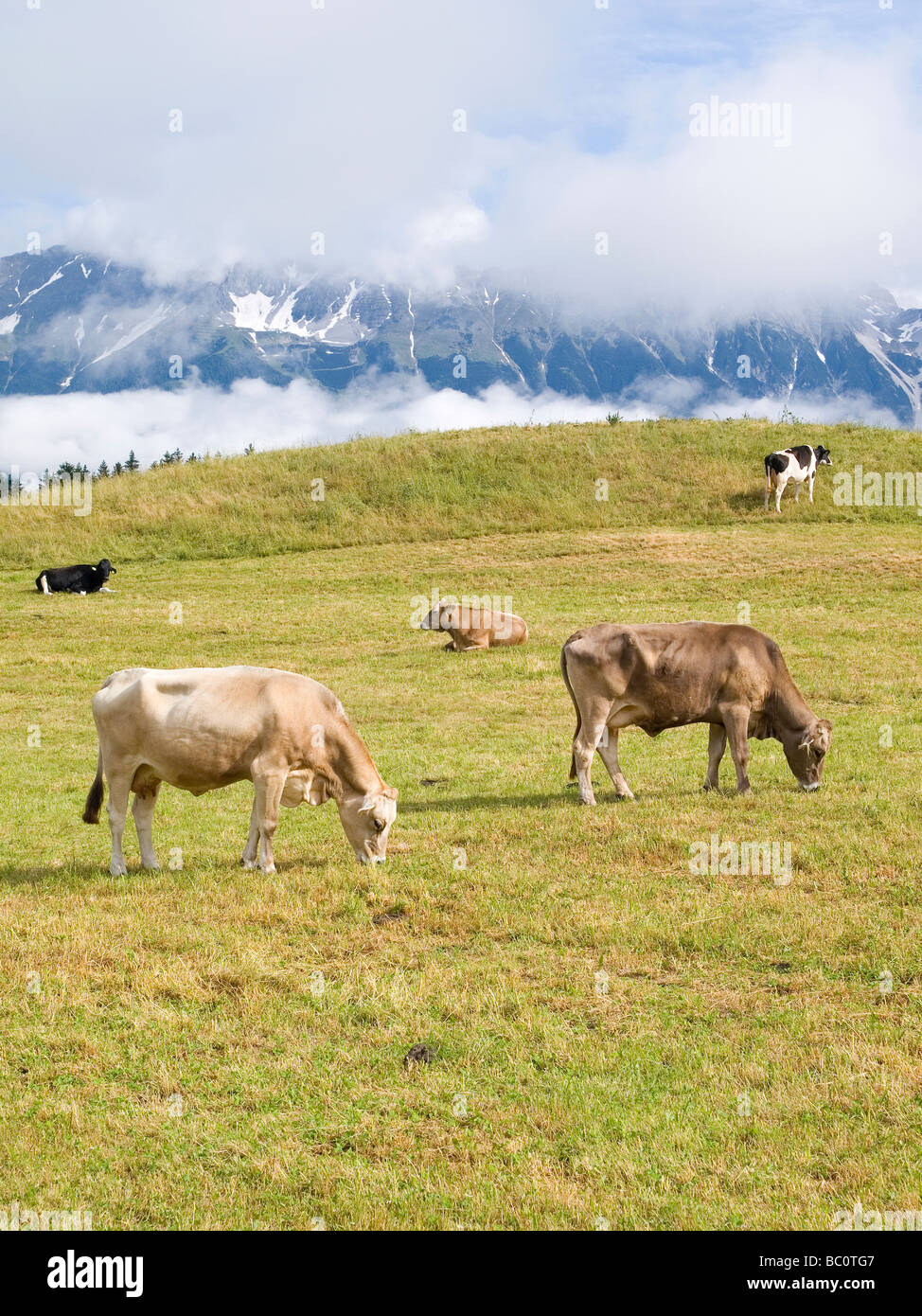 Giovani latte le mucche al pascolo in un prato vicino a Innsbruck in Austria Foto Stock