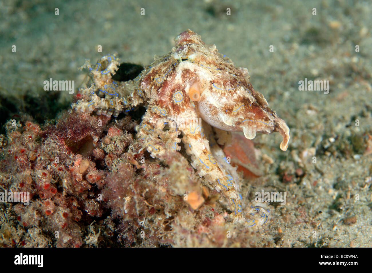 Velenosi blu meridionale-inanellati Octopus, Hapalochlaena maculosa. Questo polpo è in grado di iniettare un potente neurotossina che può uccidere. Foto Stock