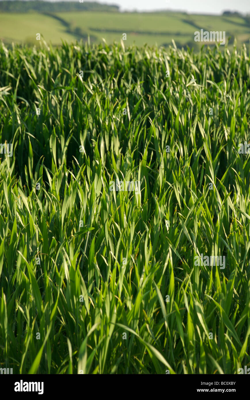 Germogli verdi delle colture in campo soleggiato, Devon, Regno Unito Foto Stock