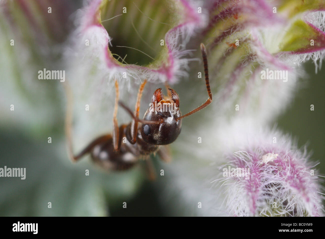 Lasius niger, il giardino nero ant, su erba gatta fiore. Questa è una estrema closeup. Foto Stock