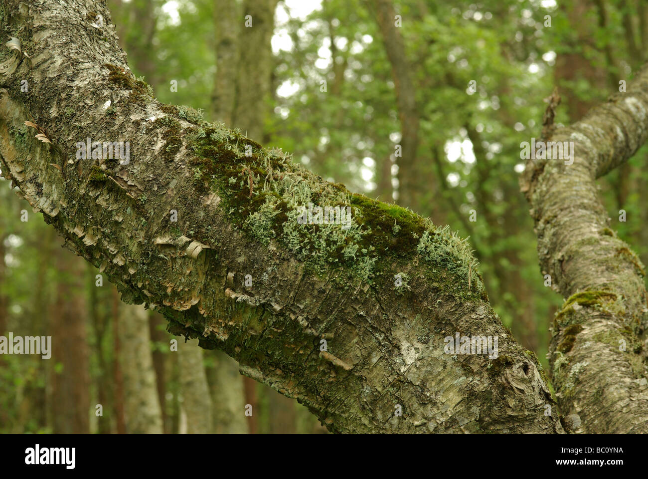 Cladonia coniocraea Foto Stock