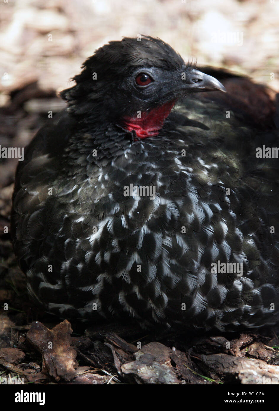 Crested Guan aka viola o violaceo Guan, Penelope purpurascens, Cracidae, Galliformi Foto Stock