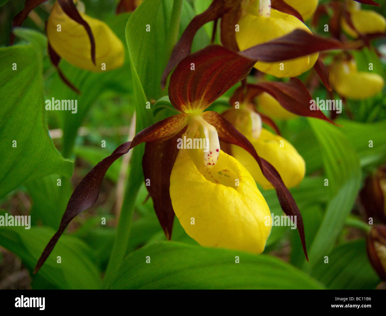 Cypripedium calceolus Lady , Pantofole , aka Pianella della Madonna , Lady's-pantofola , Ladyslipper Foto Stock