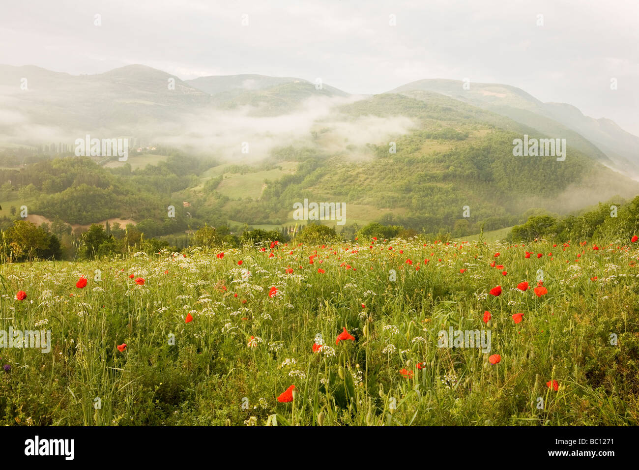 Lato collina di fiori selvatici prato in Umbria Foto Stock